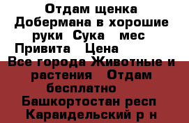 Отдам щенка Добермана в хорошие руки. Сука 5 мес. Привита › Цена ­ 5 000 - Все города Животные и растения » Отдам бесплатно   . Башкортостан респ.,Караидельский р-н